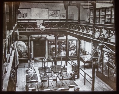 Moa Skeletons Exhibition, 1870 by Unknown